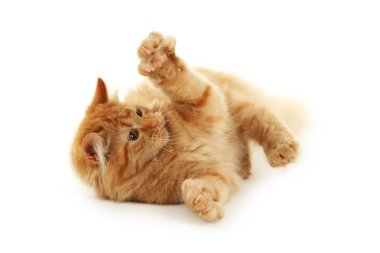 Kızıl saçlı uzun saç kitte