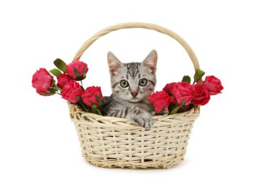 Çiçekli kedi sepeti