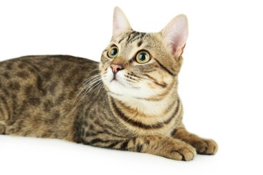 beyaz arkaplandaki kedi