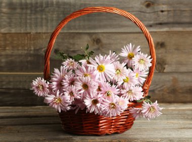 Lila krizantem sepeti