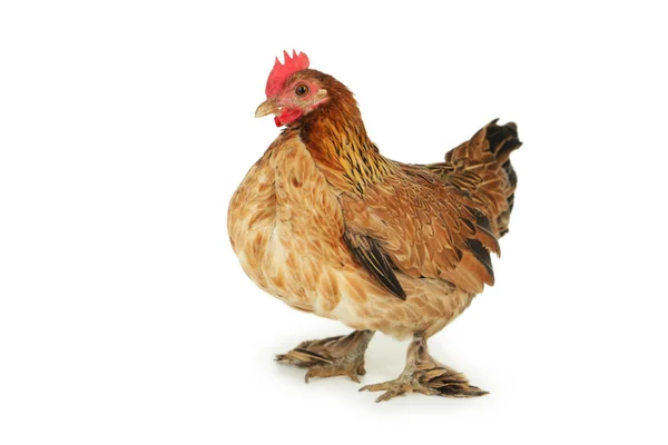 Brown hen isolated — Stock Photo, Image