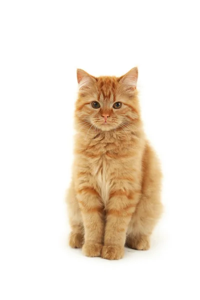 Redhead long hair kitten — Stock Photo, Image