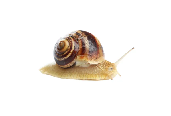 Garden snail isolated — Stock Photo, Image