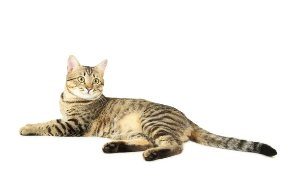 Schöne süße Katze — Stockfoto