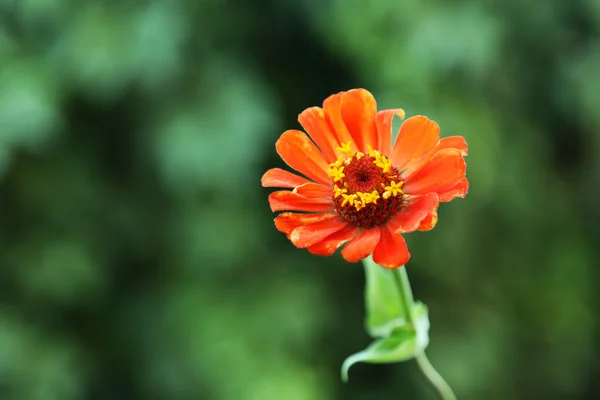 Flower on a bush — Stock Photo, Image