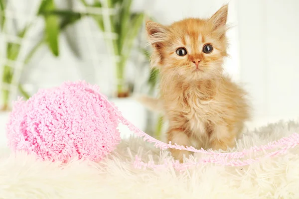 Rödhårig kattunge sitter — Stockfoto