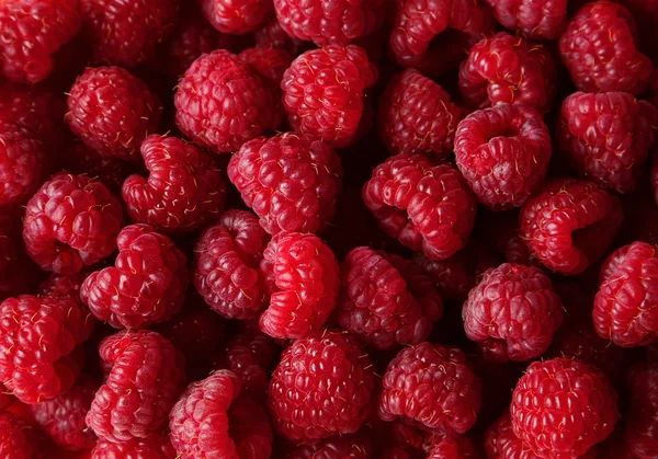 Raspberry fruit background — Stock Photo, Image