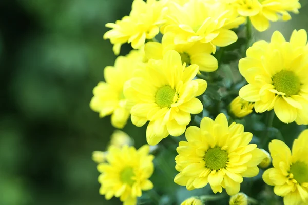 ブッシュの花 — ストック写真