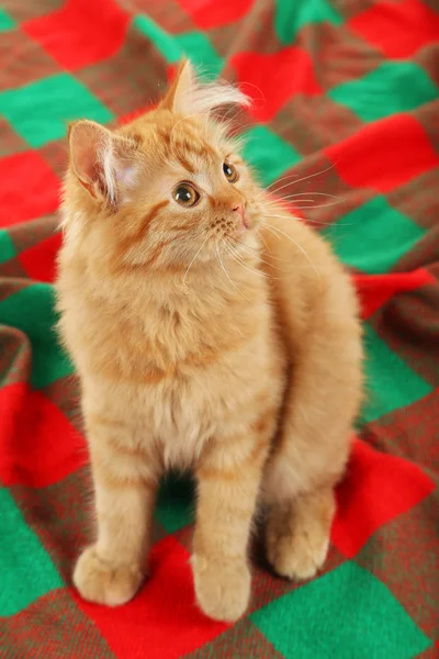 Kızıl saçlı uzun saç yavru kedi — Stok fotoğraf