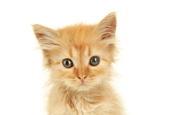 Redhead cute kitten — Stock Photo, Image