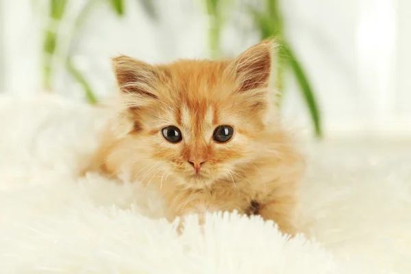 Gattino rosso da vicino — Foto Stock