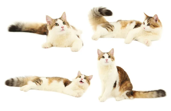 Mooie katten geïsoleerd — Stockfoto