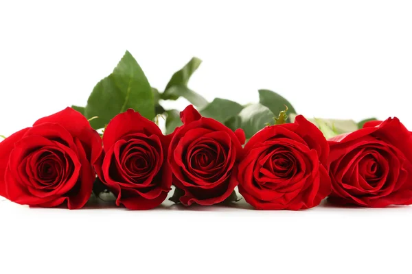 Roses rouges fraîches — Photo