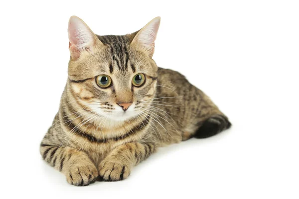 Hermoso gato gris — Foto de Stock