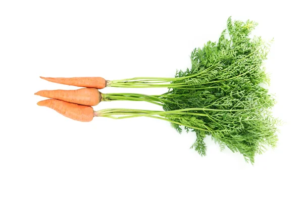 Морковь с зелеными листьями — стоковое фото