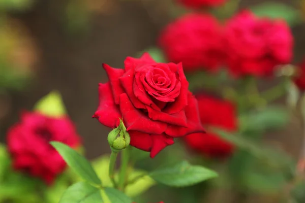 Rosas vermelhas em um arbusto — Fotografia de Stock