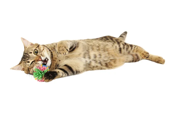 Schöne Katze mit Spielzeug — Stockfoto