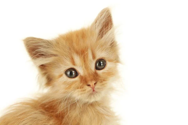 Redhead cute kitten — Stock Photo, Image