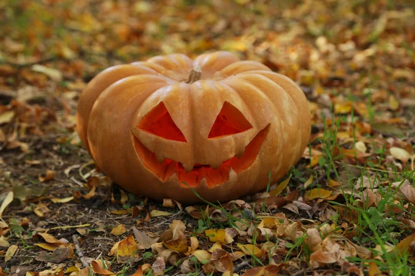 Halloween pumpa i bladen — Stockfoto