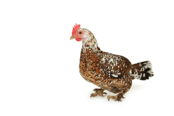 Brown hen isolated — Stock Photo, Image