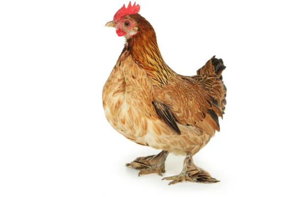 Izole kahverengi tavuk — Stok fotoğraf