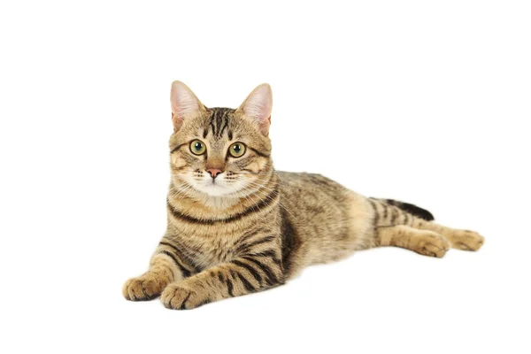 아름 다운 귀여운 고양이 — 스톡 사진