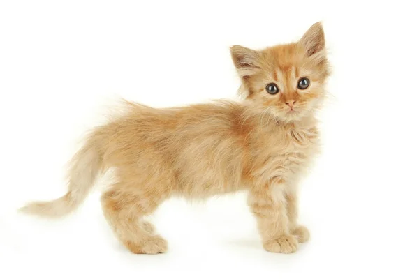 Redhead cute kitten — Stock Photo, Image