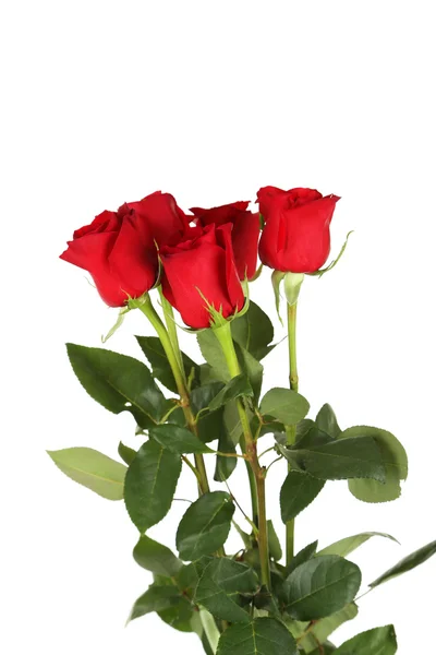 Cinq roses rouges fraîches — Photo