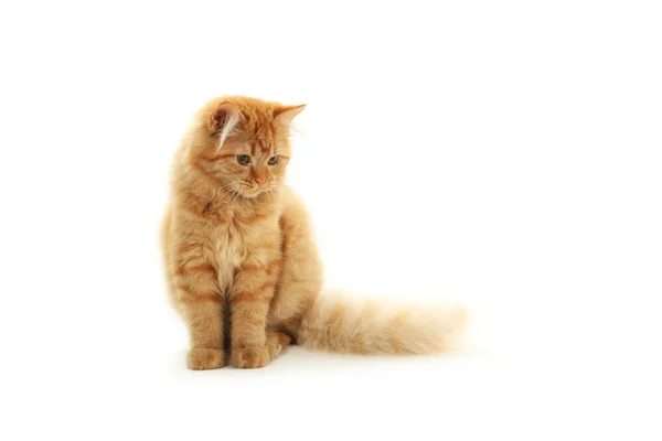 Redhead long hair kitten — Stock Photo, Image