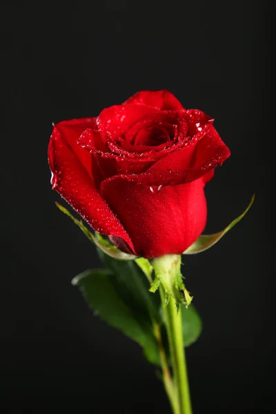 Uma rosa vermelha fresca — Fotografia de Stock