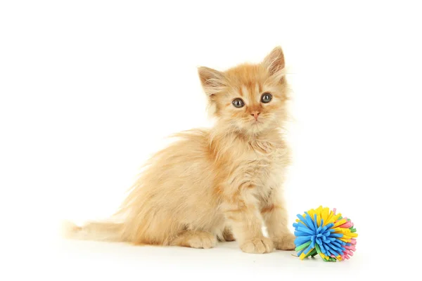 Redhead kitten playing — Stock Photo, Image