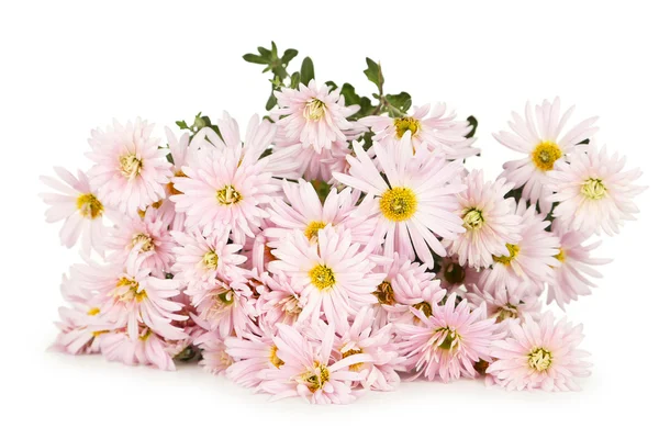 Lilac chrysanthemums isolated — Stock Photo, Image