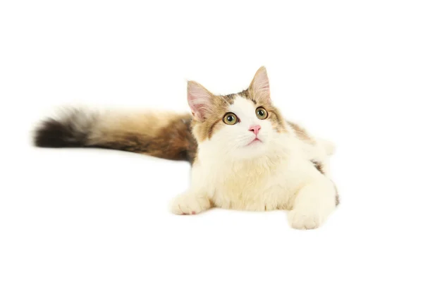 Elszigetelt, gyönyörű macska — Stock Fotó
