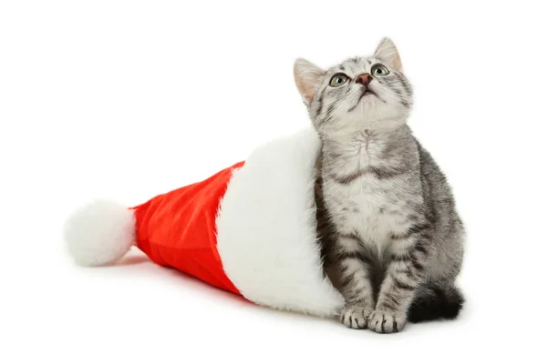 Cat in christmas hat — Stock Photo, Image