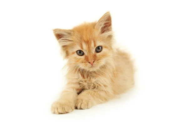 Pelirroja lindo gatito — Foto de Stock