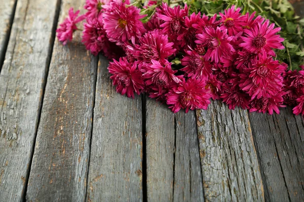 Beautiful purple chrysanthemums — Stock Photo, Image