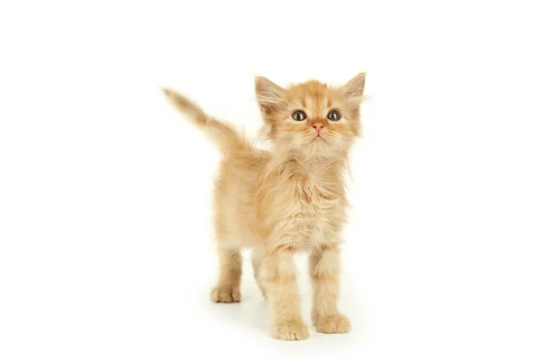 Pelirroja lindo gatito — Foto de Stock