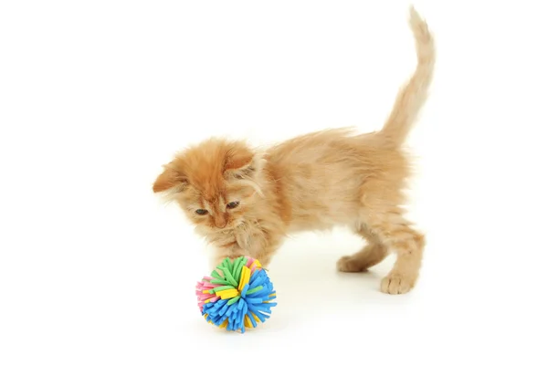 赤毛の子猫 — ストック写真