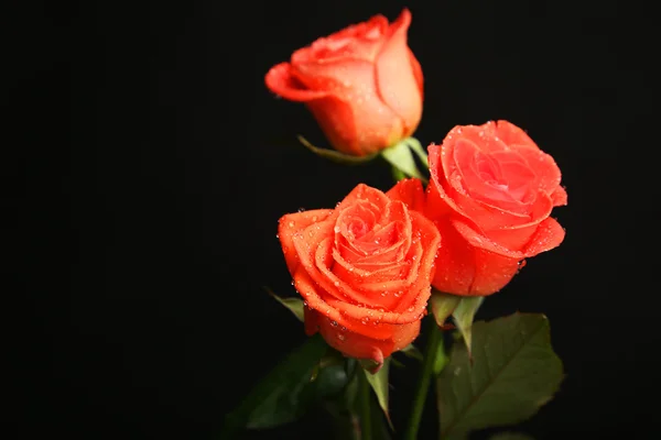 Krásná růže s kapkami — Stock fotografie