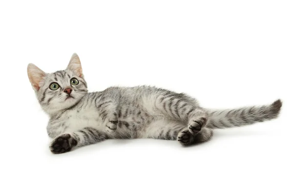 Beautiful gray cat — Stock Photo, Image