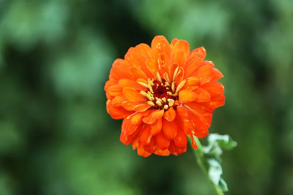 Flower on a bush — Stock Photo, Image