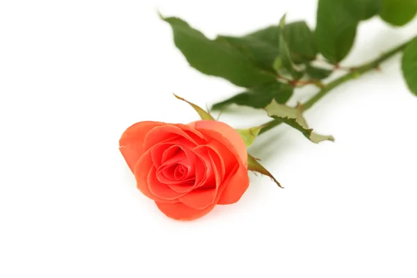 Rosa de coral bonita — Fotografia de Stock