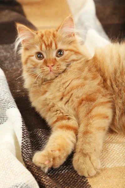 Rossa capelli lunghi kitte — Foto Stock
