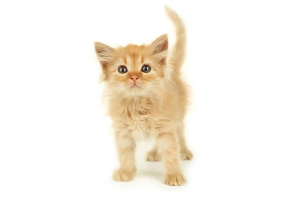 Redhead cute kitten — Stock Photo, Image