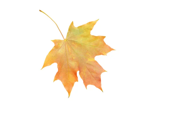Folha de outono isolada — Fotografia de Stock