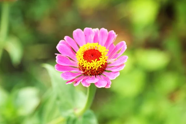 Красивый цветок на кусте — стоковое фото