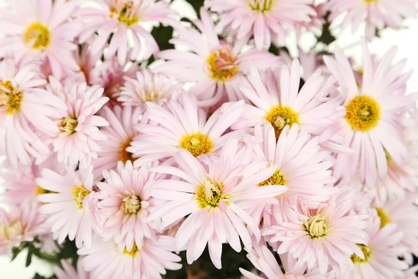 Lilac chrysanthemums background — Stock Photo, Image