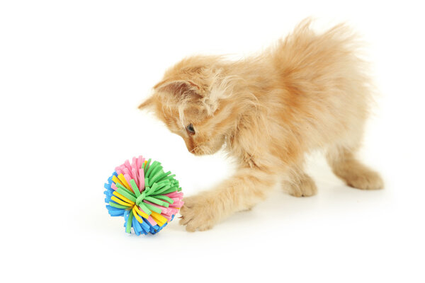 Kitten playing with ball