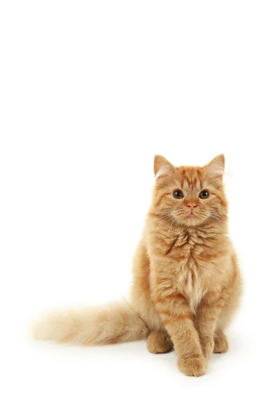 Redhead long hair kitten — Stock Photo, Image