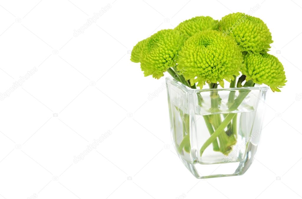 花瓶に緑の菊 ストック写真 C 5seconds 花瓶に緑の菊 ストック写真 C 5seconds